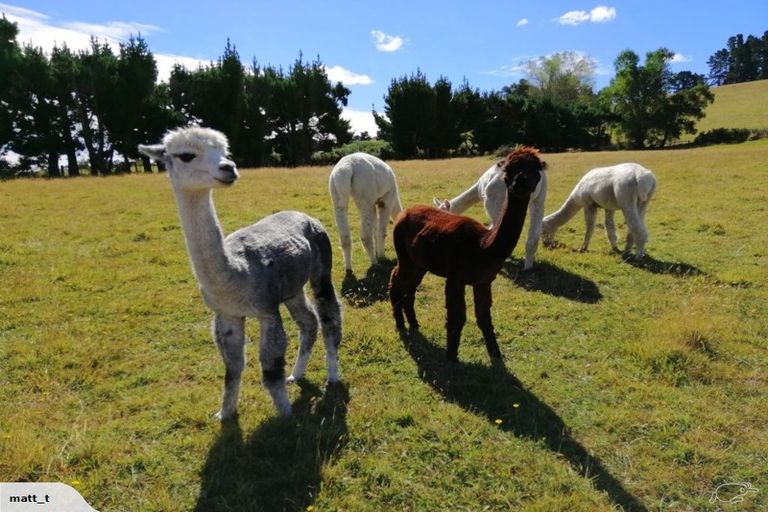 Photo of property in 330 Catherwoods Road, Cust, Rangiora, 7471