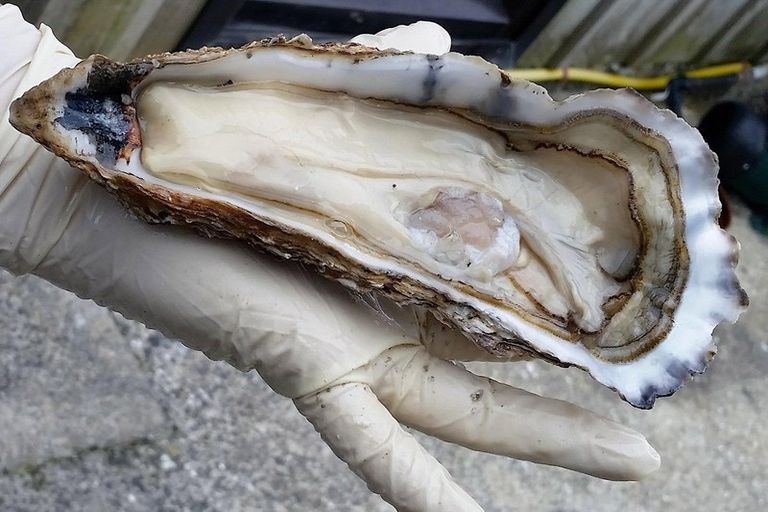 Photo of property in 1613 Manaia Road, Manaia, Coromandel, 3581