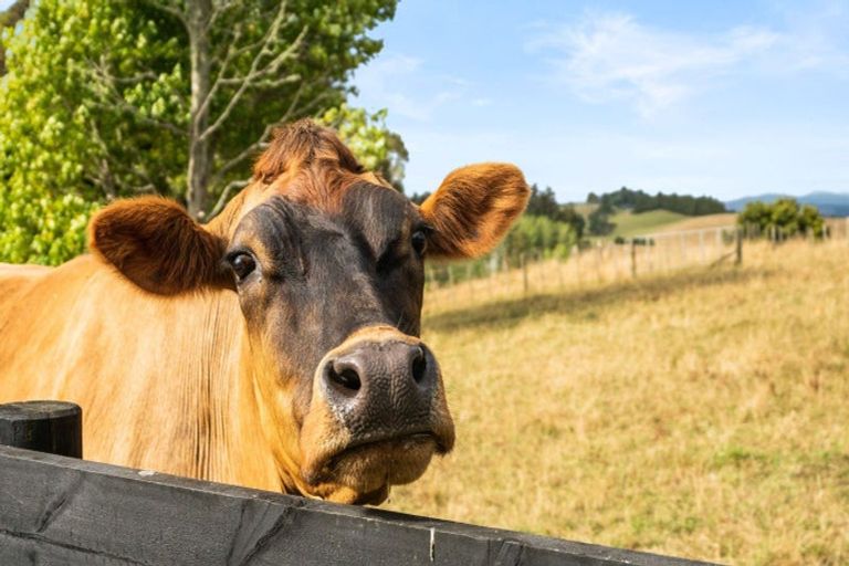 Photo of property in 1629a Ponga Road, Hunua, Papakura, 2584