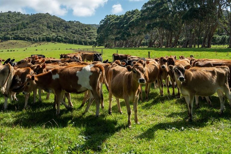 Photo of property in 1409 Collingwood-puponga Main Road, Pakawau, Collingwood, 7073