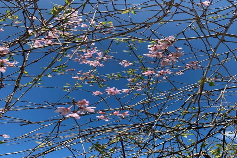 Photo of property in 53 John F Kennedy Drive, Milson, Palmerston North, 4414