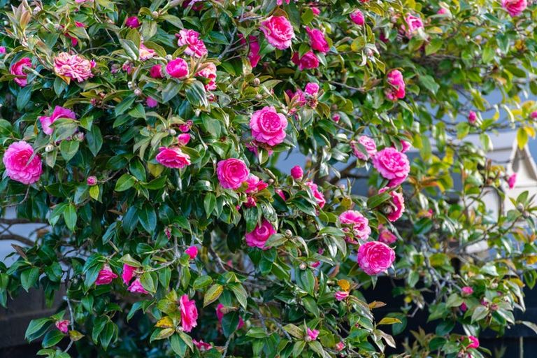 Photo of property in 12 Helena Street, Massey, Auckland, 0614