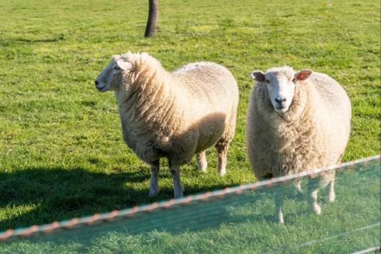 Photo of property in 148 Willow Park Drive, Opaki, Masterton, 5871