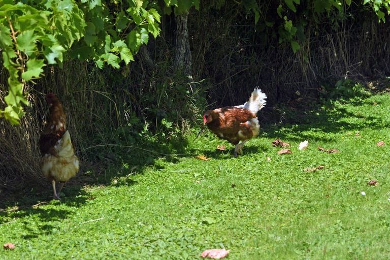 Photo of property in 275 Riwaka Valley Road, Riwaka, Motueka, 7198