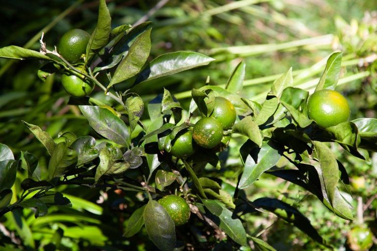 Photo of property in 896a Hikuai Settlement Road, Pauanui, Hikuai, 3579