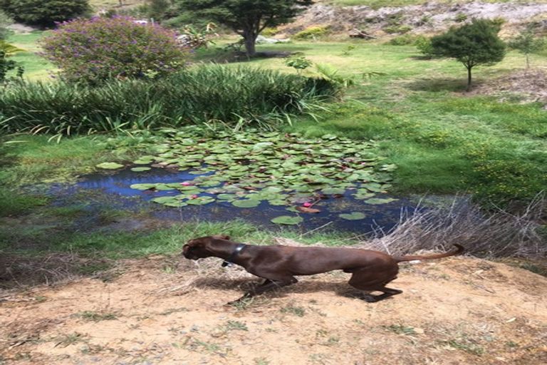 Photo of property in 356 Hailes Road, Whananaki, Hikurangi, 0181