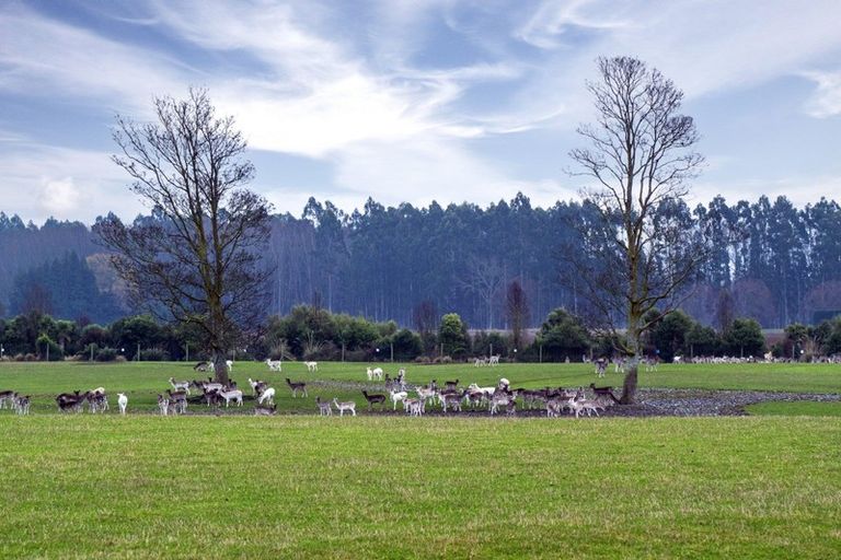 Photo of property in 6 Meadowlinks Lane, Pleasant Point, Timaru, 7974