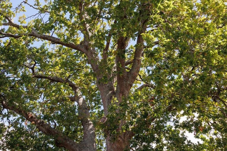 Photo of property in 10 Pastoral Lane, Hokowhitu, Palmerston North, 4410