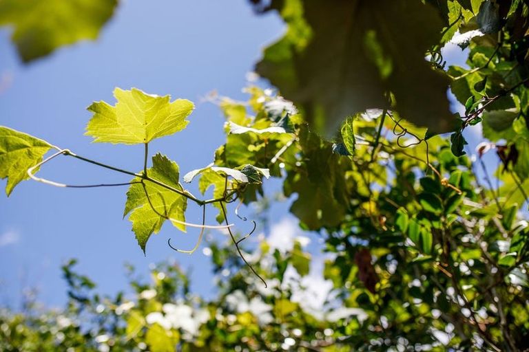 Photo of property in 2a Tuati Street, Ohope, 3121
