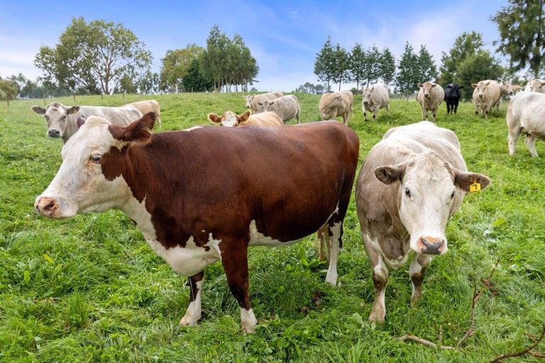 Photo of property in 800 Tuhikaramea Road, Ngahinapouri, Hamilton, 3290