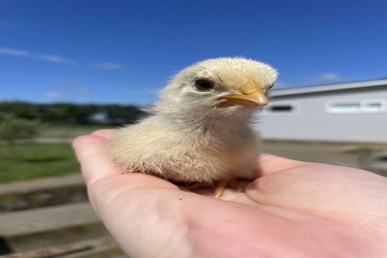 Photo of property in 78 Tamatarau Road, Tokomaru, Palmerston North, 4474