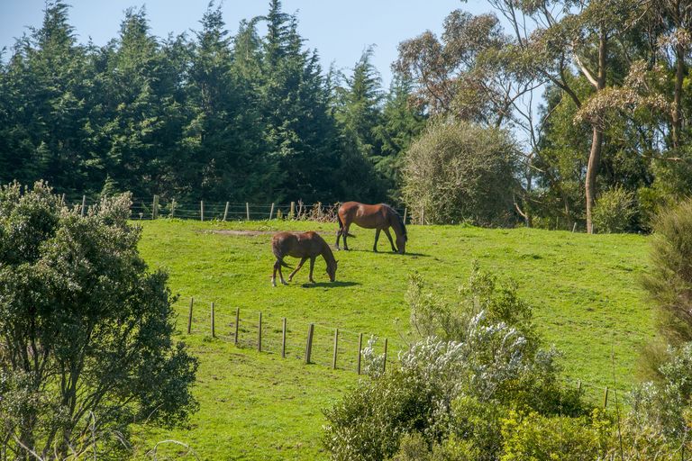 Photo of property in 289 Wright Road, Aongatete, Katikati, 3181