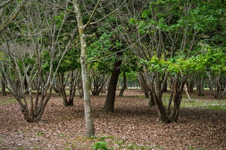 Photo of property in 8 Ingram Road, Waerengaahika, Gisborne, 4071