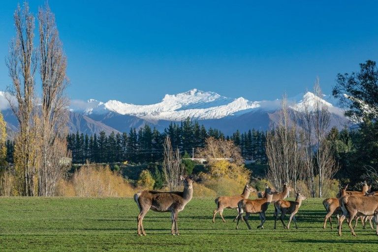 Photo of property in 279 Ballantyne Road, Wanaka, 9382