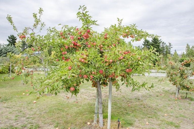 Photo of property in 133 Bannockburn Road, Cromwell, 9384