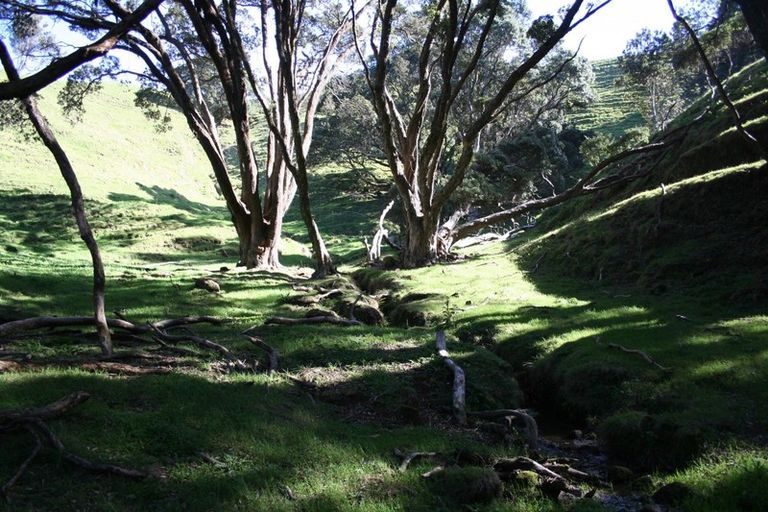 Photo of property in 341 Onemana Drive, Onemana, Whangamata, 3691