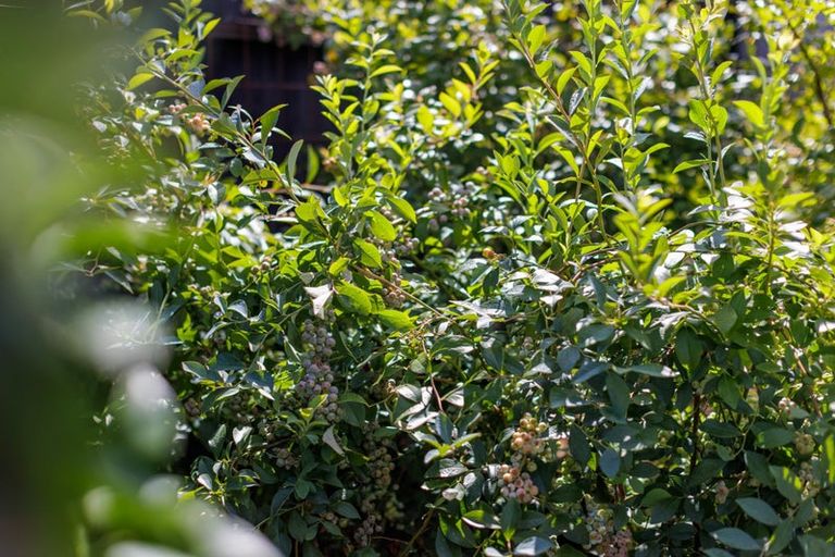 Photo of property in 49 Davies Road, Wellsford, 0900