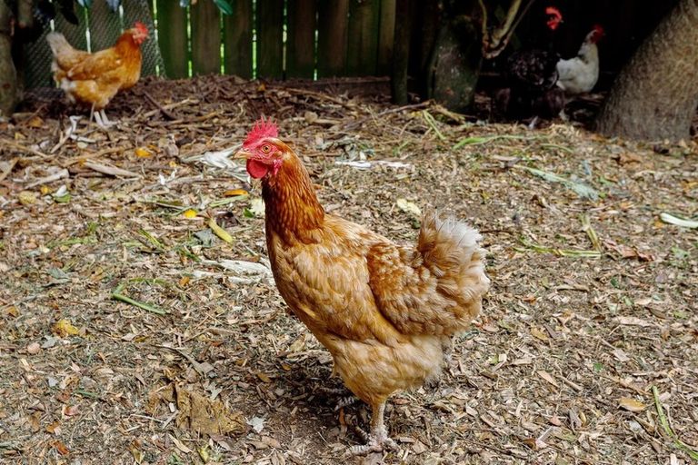 Photo of property in 86 Wellington Street, Opotiki, 3122