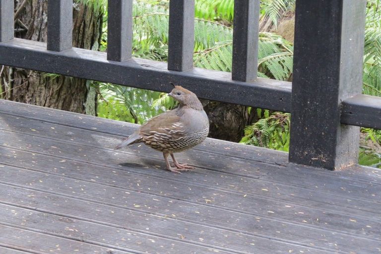 Photo of property in 515 Tuateawa Road, Tuateawa, Coromandel, 3583