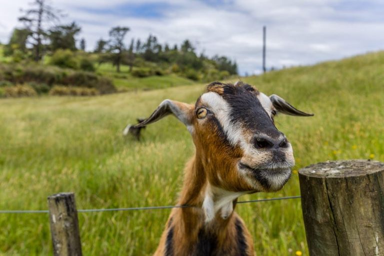 Photo of property in 639 Wellsford Valley Road, Wellsford, 0973