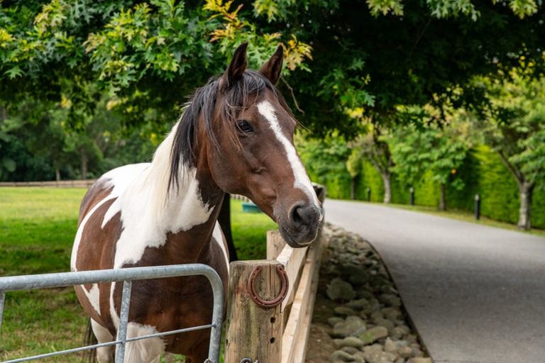 Photo of property in 35 Eucalyptus Way, Nikau Valley, Paraparaumu, 5032