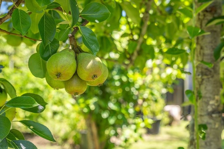 Photo of property in 34 Horopito Road, Waikanae, 5036