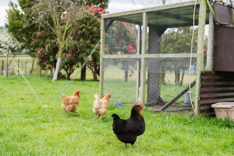 Photo of property in 22 Appleby Street, Hampden, 9410