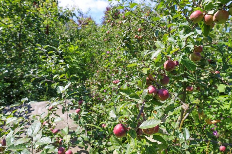 Photo of property in 36 Irvine Street, Lawrence, 9532