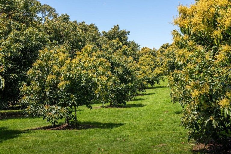 Photo of property in 313 Youngson Road, Whakamarama, Tauranga, 3179