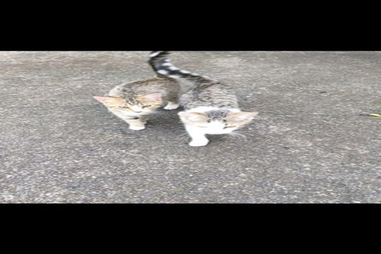 Photo of property in 214 Don Buck Road, Massey, Auckland, 0614