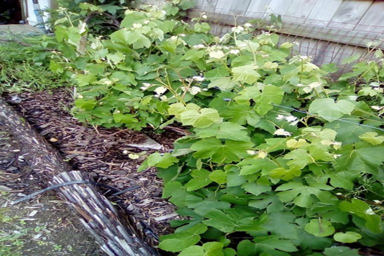 Photo of property in 2 Hobson Place, Takaro, Palmerston North, 4412