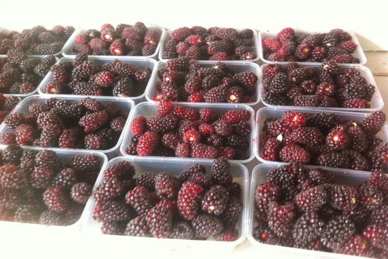 Photo of property in 781 Outram-mosgiel Road, Riverside, Mosgiel, 9073