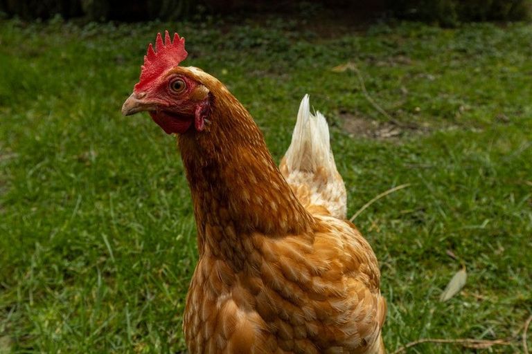 Photo of property in 420 Wakamarina Road, Canvastown, Havelock, 7178