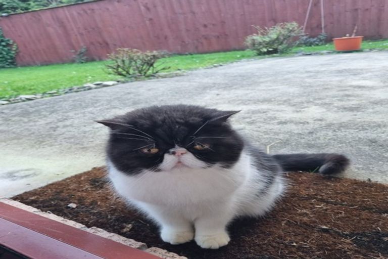 Photo of property in 31 Aragon Grove, Kingsley Heights, Upper Hutt, 5018