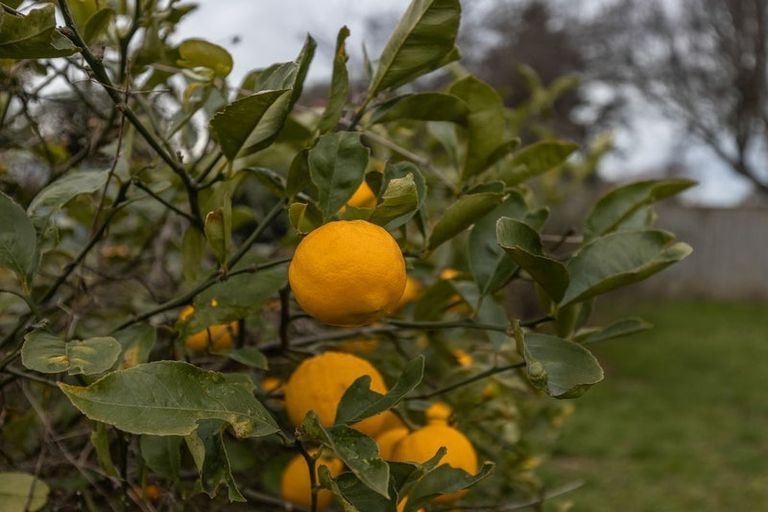 Photo of property in 5 Clyde Street, Levin, 5510