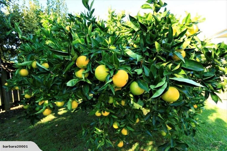 Photo of property in 1/61 Butley Drive, Farm Cove, Auckland, 2012