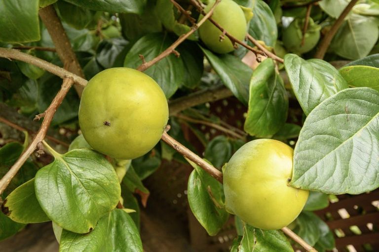 Photo of property in 62 Jonathon Street, Brookfield, Tauranga, 3110