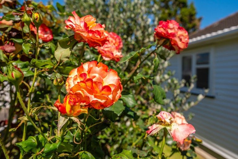 Photo of property in 27 Read Street, Levin, 5510