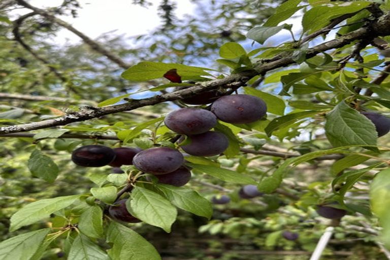 Photo of property in 44 Golf Road, Wakefield, 7025