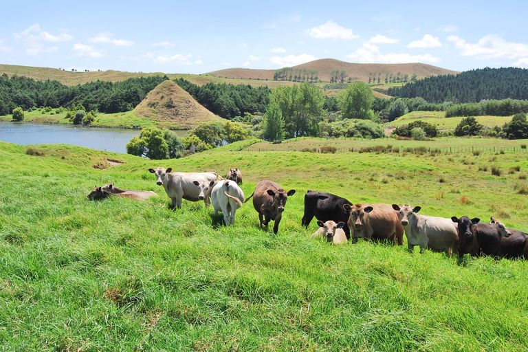 Photo of property in 66 Manu Drive, Kaiwaka, 0573