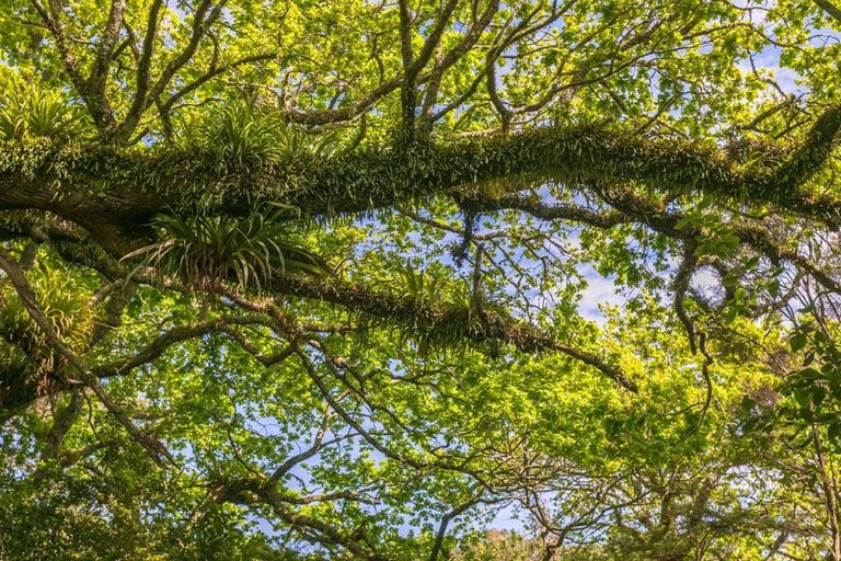 Photo of property in 2565 Rings Road, Coromandel, 3506