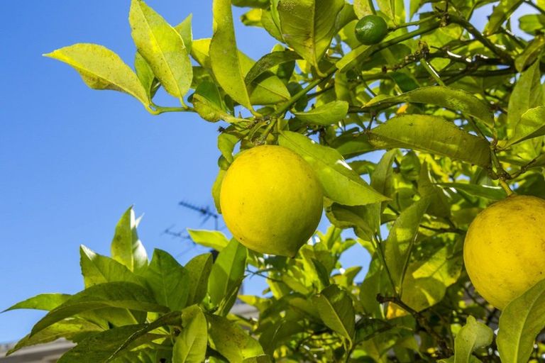 Photo of property in 62 Hillside Drive, Maoribank, Upper Hutt, 5018