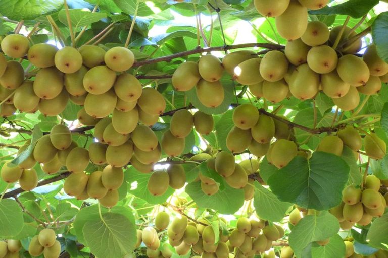 Photo of property in 266a Old Coach Road, Paengaroa, Te Puke, 3189