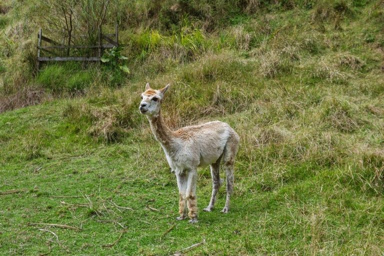 Photo of property in 763b White Pine Bush Road, White Pine Bush, Whakatane, 3191