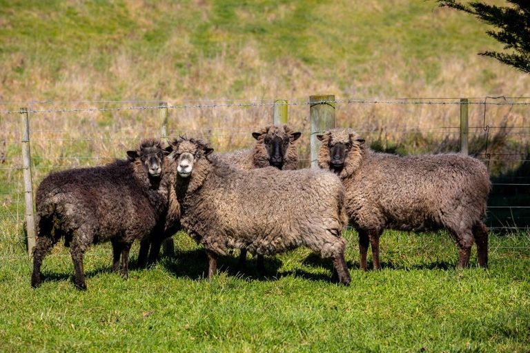 Photo of property in 63 Tachalls Road, Ward, Seddon, 7285