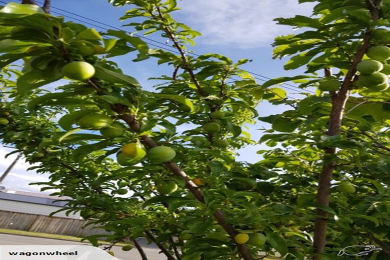 Photo of property in 19 Muller Road, Blenheim, 7201