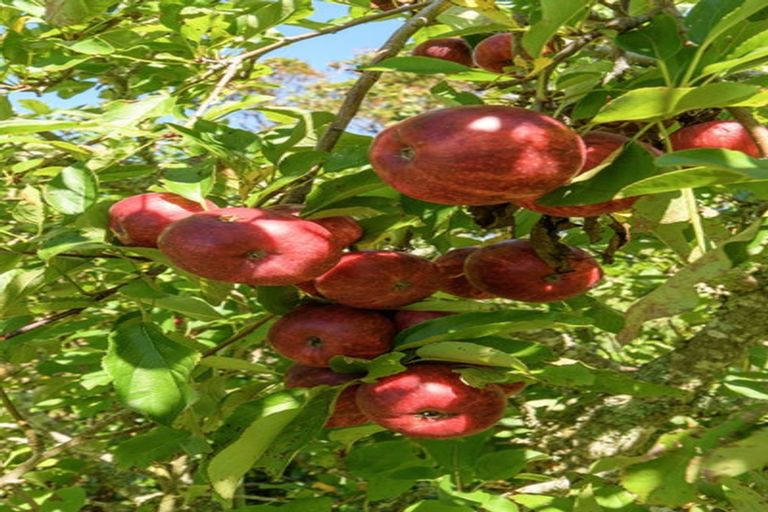 Photo of property in 3 Phillips Drive, Oropi, Tauranga, 3173