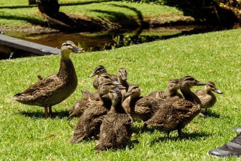 Photo of property in 65a Sutherland Road, Brookfield, Tauranga, 3110