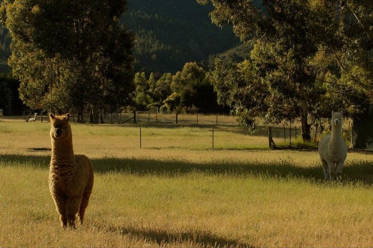 Photo of property in 22 Grayburn Lane, Albert Town, Wanaka, 9382