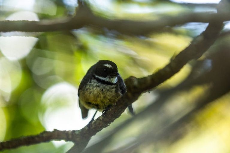 Photo of property in 55 Station Road, Paeroa, 3600
